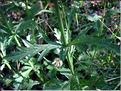 verbena_officinalis