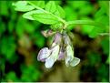 vicia_sepium