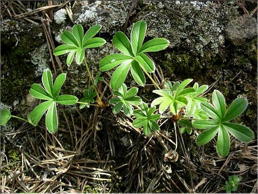 alchemilla_alpina