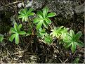 alchemilla_alpina