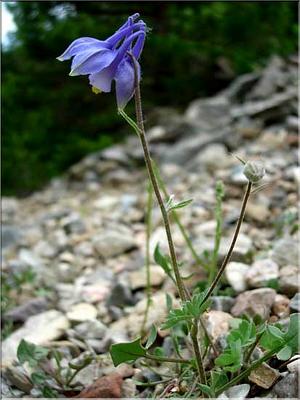 aquilegia_viscosa_hirsut1