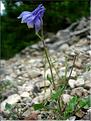 aquilegia_viscosa_hirsut1