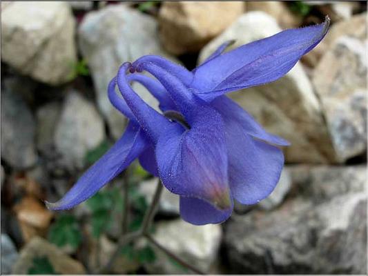 aquilegia_viscosa_hirsut2