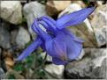aquilegia_viscosa_hirsut2