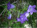 campanula_speciosa