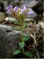 chaenhorrinum_origanifolium
