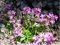 erinus_alpinus1