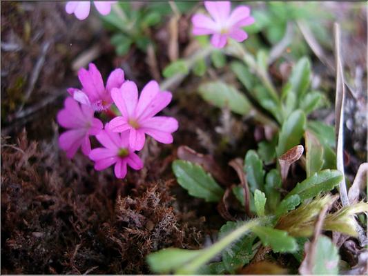 erinus_alpinus2