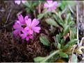 erinus_alpinus2