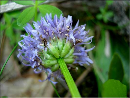 globularia_nudicaulis