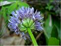 globularia_nudicaulis