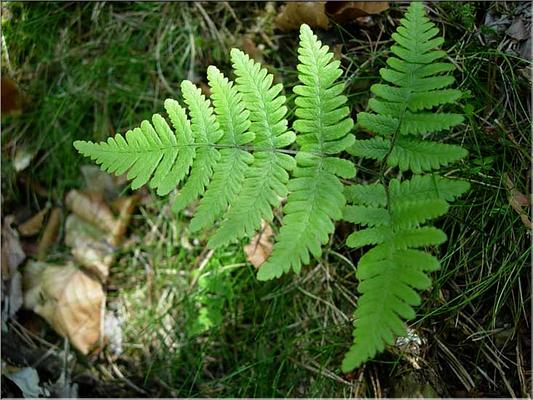 gymnocarpium_robertianum