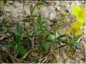 helianthemum_oleandicum_inc