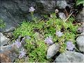jasione_crispa