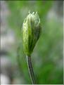lavandula_angustifolia