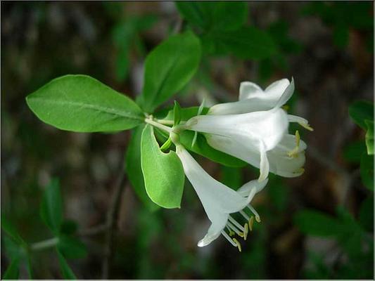 lonicera_pyrenaica