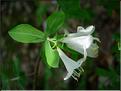 lonicera_pyrenaica