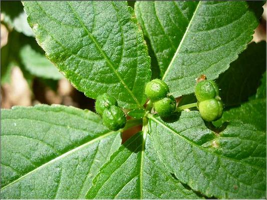 mercurialis_perennis_fem