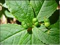 mercurialis_perennis_fem
