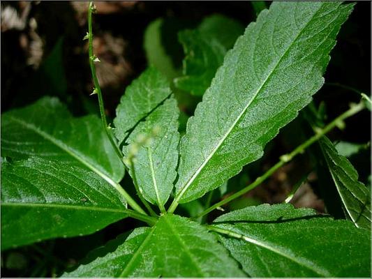 mercurialis_perennis_mal