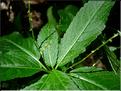 mercurialis_perennis_mal