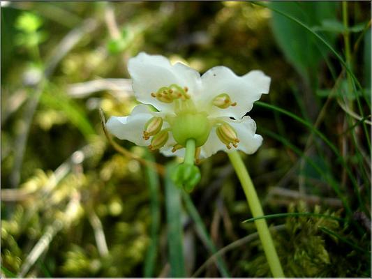 moneses_uniflora