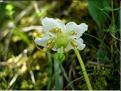 moneses_uniflora