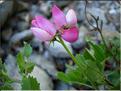 ononis_rotundifolia