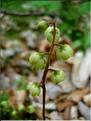 pyrola_chlorantha
