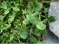 rumex_scutatus