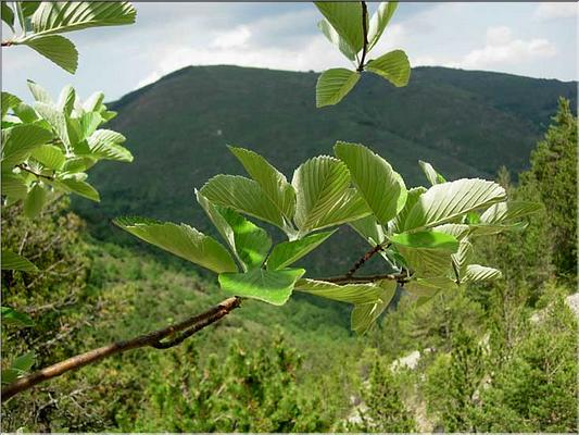 sorbus_aria