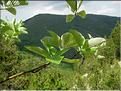 sorbus_aria