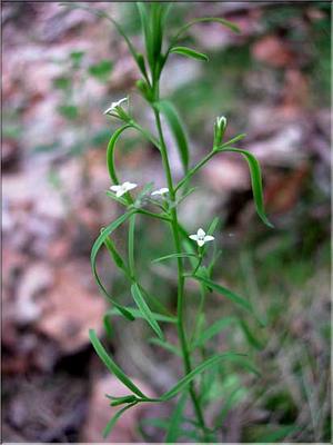 thesium_pyrenaicum