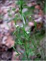 thesium_pyrenaicum