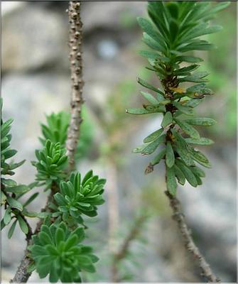 thymelaea_dioica
