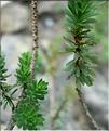 thymelaea_dioica