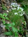 valeriana_montana