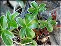 alchemilla_saxatilis