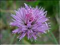 allium_choenoprasum