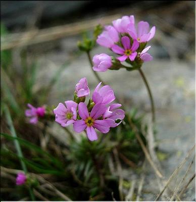 androsace_carnea