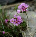 androsace_carnea