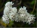 antennaria_dioica