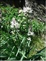 asphodelus_albus