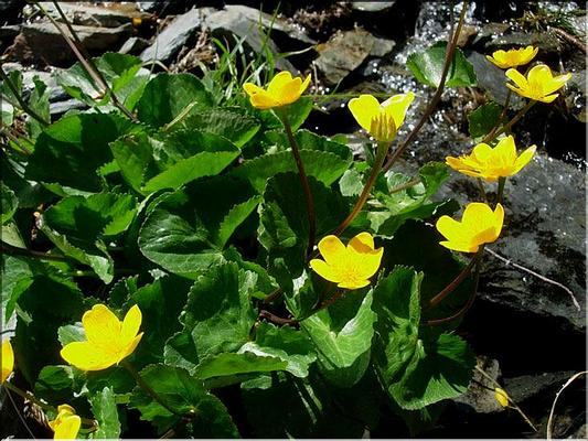 caltha_palustris