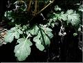 coincya_cheiranthos