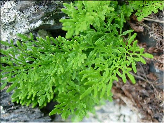cryptogramma_crispa