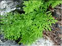 cryptogramma_crispa