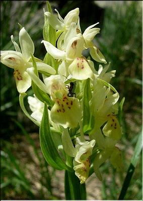 dactylorhiza_sambucina1