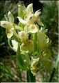 dactylorhiza_sambucina1