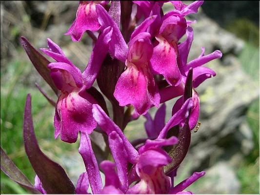 dactylorhiza_sambucina2